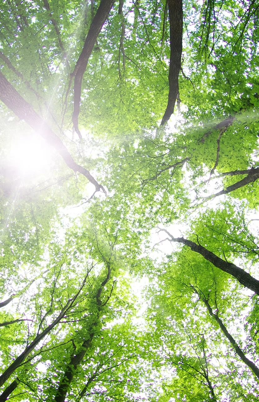 Sunshine streaming through a vibrant green canopy of trees